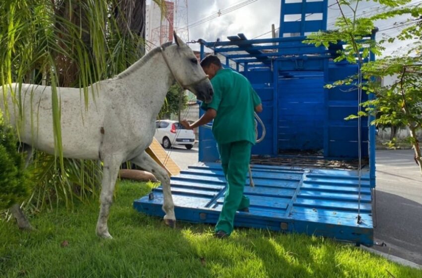  Todos os cavalos recolhidos são levados para o CCZ