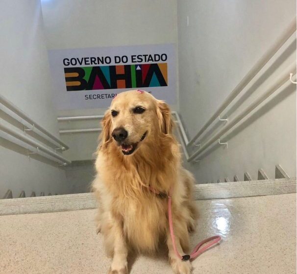  Hospital Ortopédico implementa Terapia Assistida por Animais para apoiar recuperação de pacientes