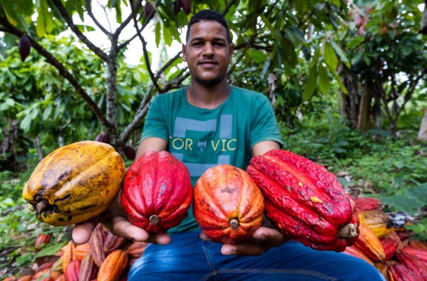  Agricultura familiar influencia a retomada da Bahia como maior produtora de cacau do país 3 outubro 2024