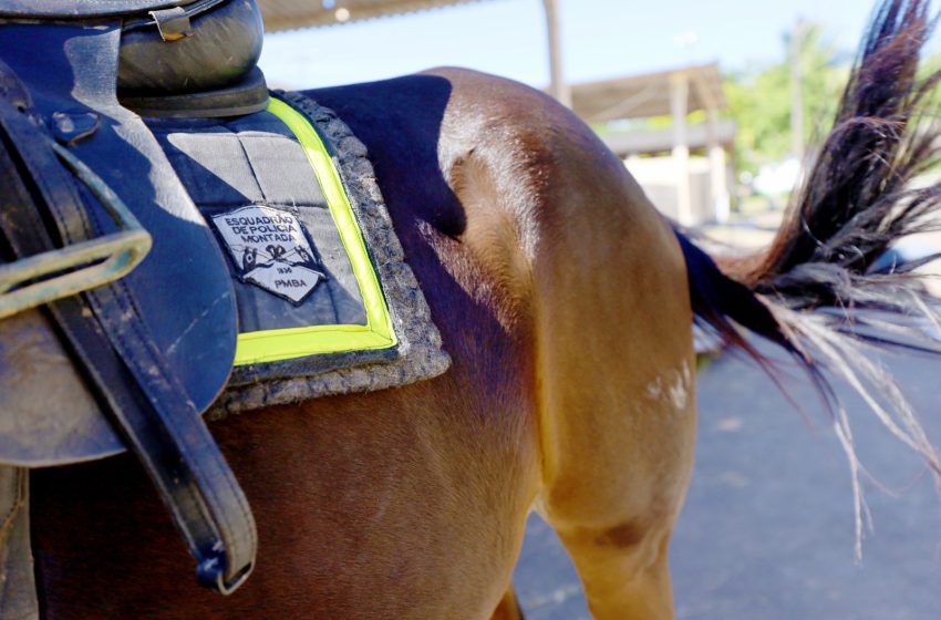  Cavalaria da PM celebra 190 anos com uma semana repleta de atividades festivas