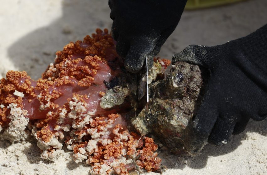  Operação pioneira busca erradicar coral invasor da Baía de Todos-os-Santos