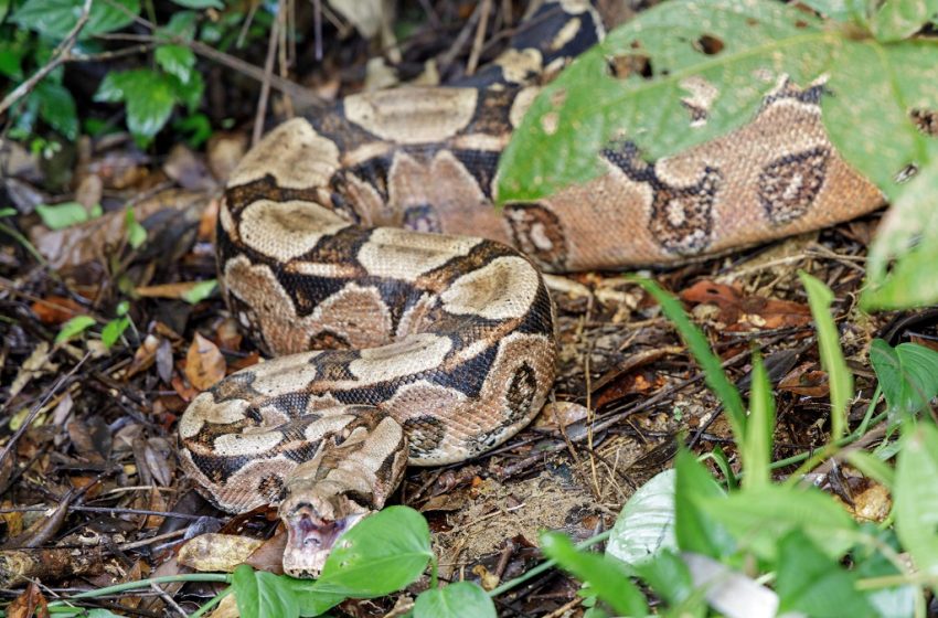 Inema solta 84 animais silvestres reabilitados em área preservada no Litoral Norte