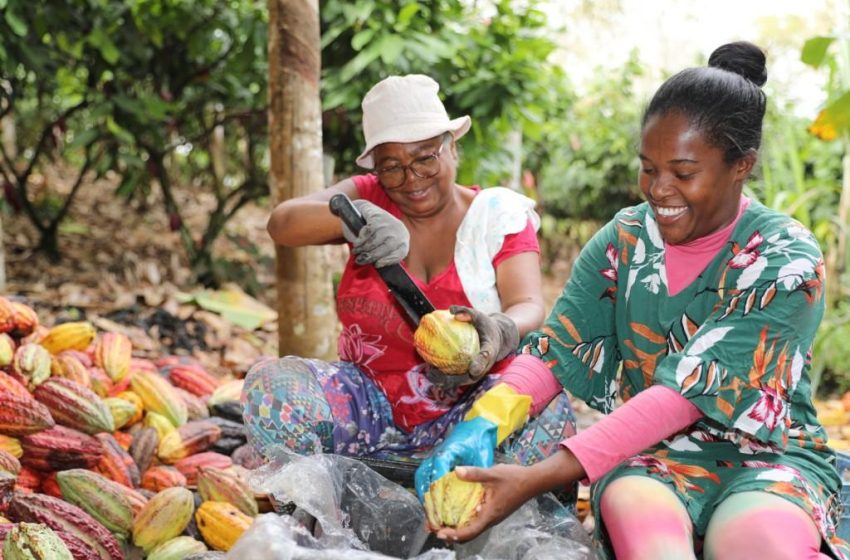  Dia Mundial do Chocolate: Bahia celebra destacando a qualidade da produção da agricultura familiar