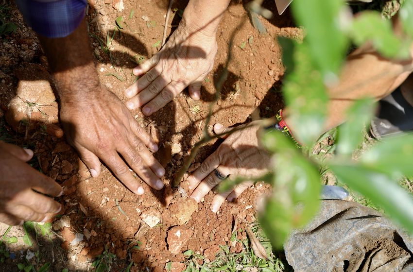  Sema lança manifestação de interesse para implantação da Rede de Viveiros Educadores da Bahia no Dia Nacional da Educação Ambiental