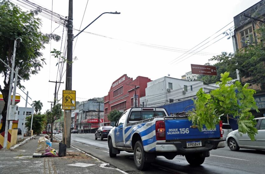  Prefeitura promove plantio na Avenida Jequitaia em combate ao vandalismo contra mudas