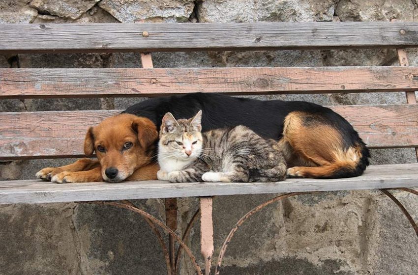  Estatuto dos Cães e Gatos está na pauta da CCJ