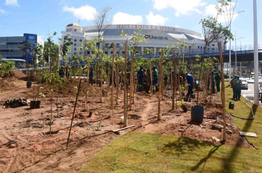 Salvador ganha microfloresta com 3,6 mil árvores em área de 5 mil m² na Avenida ACM