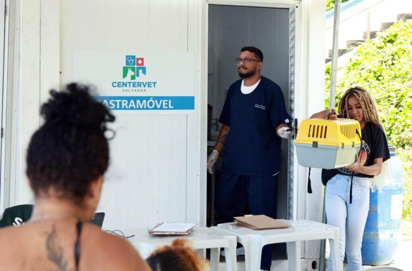 Prefeitura de Salvador lança edital para castração de cães e gatos errantes e comunitários